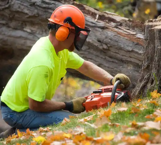 tree services South Eliot